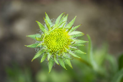 Close-up of plant