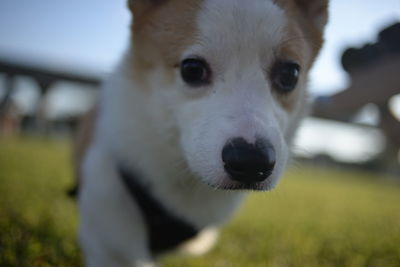 Close-up portrait of puppy