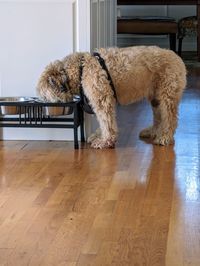 Dogs on hardwood floor