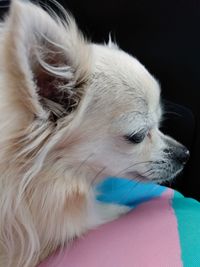 Close-up of a dog looking away