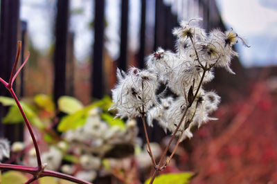 Close-up of wilted flower