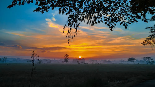 Silhouette trees on landscape against orange sky