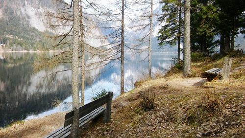 Scenic view of forest