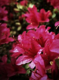 Close-up of pink flowering plant