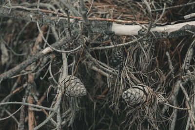 Close-up of bare tree branches