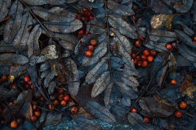 Autumn leaf pattern, classic monochrome moody dark art floral photo with little dried leaves
