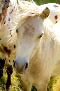 Portrait of white horse