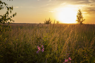 Scenic view of flowering plants on field against sky during sunset