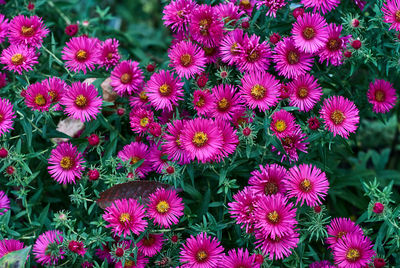 High angle view of pink flowering plants