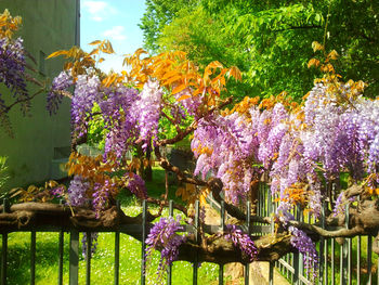 Purple flowers on tree trunk