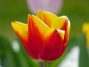 Close-up of red tulip