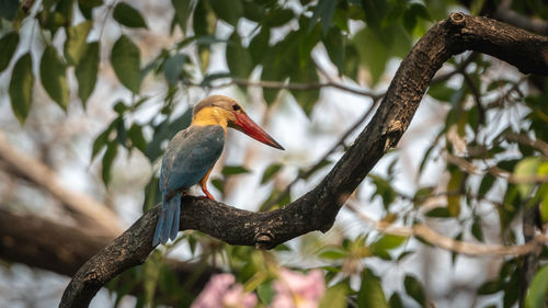 Low angle view of bird perching on branch