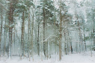 Trees in forest