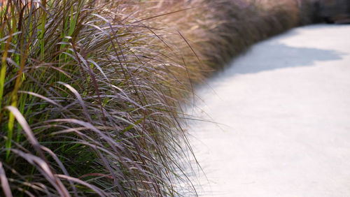 Close-up of plants growing on land