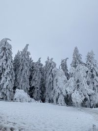 Scenic view of snow covered trees against clear sky