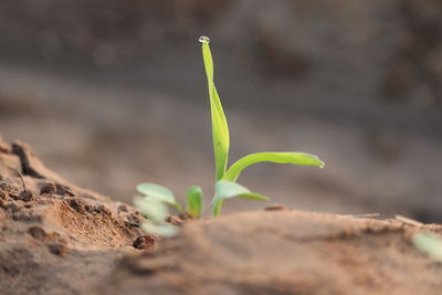 Close-up of small plant