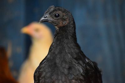 Close-up of a bird looking away