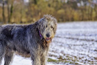 Close-up of lion in winter