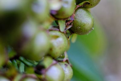 Close-up of fruits on tree