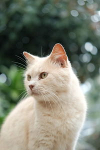 Close-up of a cat looking away