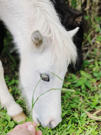 Close-up of a horse on field