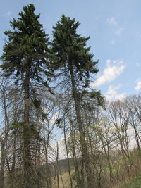 Low angle view of pine trees against sky