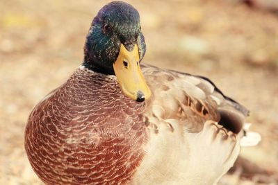 Close-up of a duck