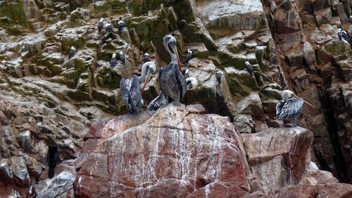 Birds on rock formation