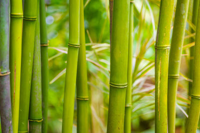 bamboo