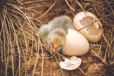 High angle view of bird in nest