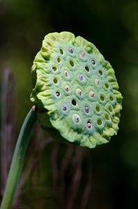 Close-up of lotus water lily on plant