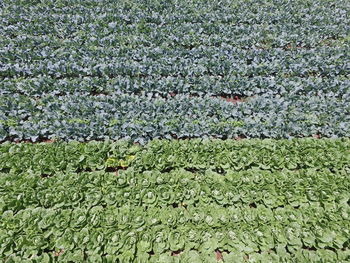 Full frame shot of plants on field