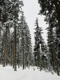 Pine trees on snow covered land against sky