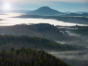 Misty dark forest landscape in the morning sunrise. heavy fog and forest tree view on top.