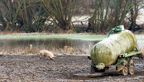 Lucky free-flowing pig looking for food on the banks of a river in germany