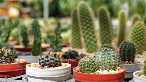 Cactus in the garden.