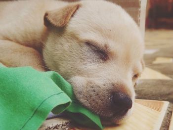 Close-up of dog sleeping
