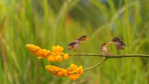 Close-up of bird perching on plant