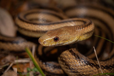 Close-up of lizard