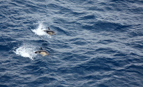 View of dolphin swimming in sea