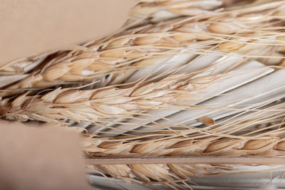 Cropped hand of person holding wheat