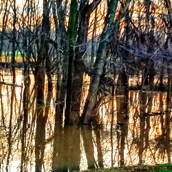 Scenic view of lake in forest