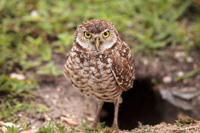 Adult burrowing owl athene cunicularia perched outside its burrow on marco island, florida