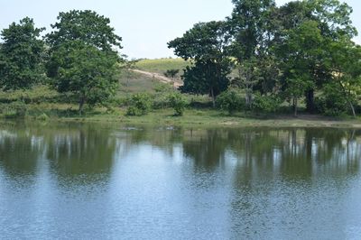 Reflection of trees in water