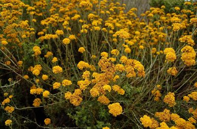 Close-up of yellow flowers growing in field