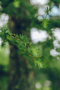 Close-up of fresh green plant