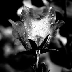 Close-up of water drops on flower