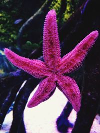 Close-up of pink flowers