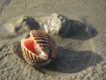 Close-up of shell on beach