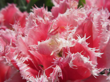 Close-up of pink flowers